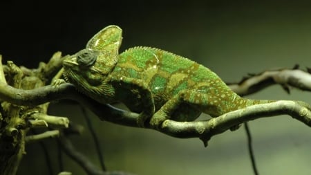 exotic chameleon