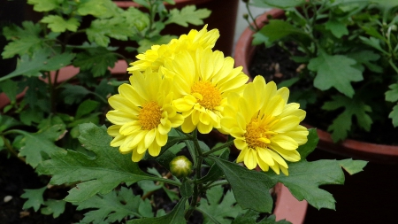 Pretty Yellow Flowers - nature, flowers, yellow flowers, yellow