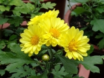 Pretty Yellow Flowers