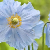 blue poppy flowers