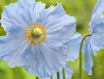 blue poppy flowers