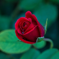 * Single rose *