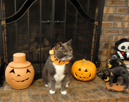 Waiting for Treats - holiday, halloween, samhain, cat