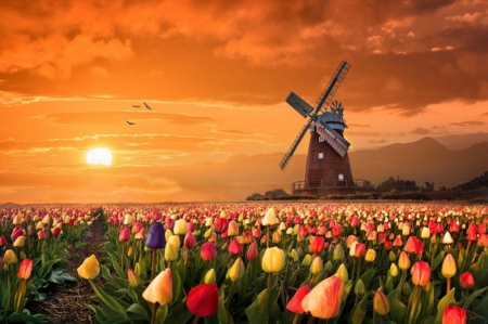 Holland - landscape, tulips, colorful, sunset, field, mill, nature, holland, beautiful, splendor, flowers, birds