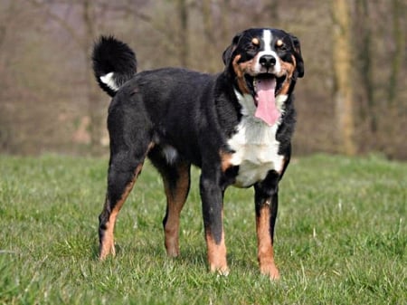 Appenzeller Sennenhund - curly, spots, tail, body