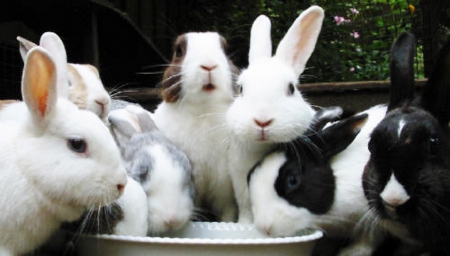 Rabbits - drinking, lot, a, together