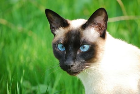 Siamese cat - mask, grass, blue, eyes