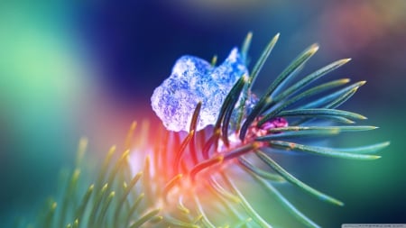 Ice - ice, close-up, pine, melting, tree