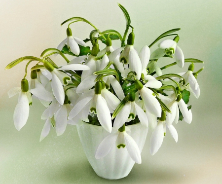 Still Life-White Flower - white, flowers, still life, vase