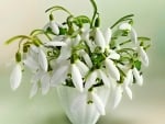 Still Life-White Flower