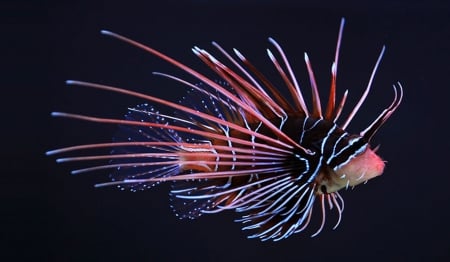 Lionfish - sea, lionfish, water, fish