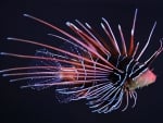 Lionfish