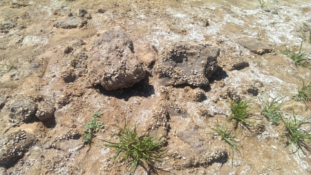 Evidence of Drought (Nevada) - lake mead, salt, drought, sand, rocks, nevada