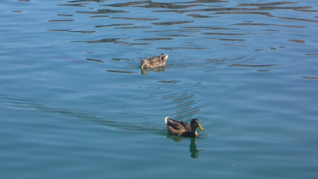 Ducks @ Lake Mead (Nevada) - lake mead, reflections, ducks, water, nevada