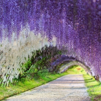 Wisteria Tunnel