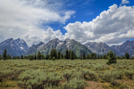 Teton National Park - forest, cool, fun, nature, mountain