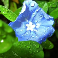 Beautiful Flower Surrounded by green leaves