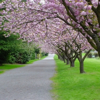 Street Lined with Flowering Trees