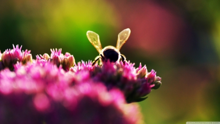 bee on pink flowers - insect, bee, flower, pink