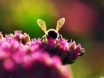 bee on pink flowers