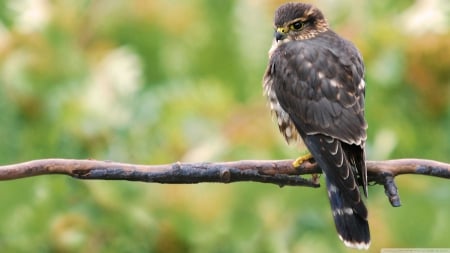 wild buzzard - buzzard, bird, branch, wild