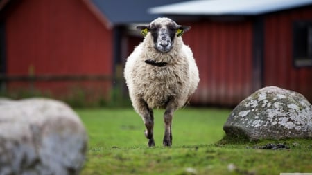 one sheep - rock, barn, sheep, grass