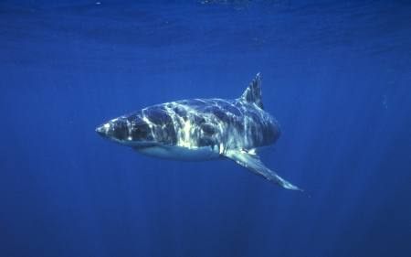 lone shark - ocean, shark, sea, blue