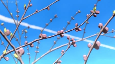 Blossom - flower, beautiful, blossom, cherry blossom, scenery, floral, branch, pink, pretty, beauty, spring, sweet, sakura, anime, branches, blue, k on, sakura blossom, sky, kon, k-on, petals, nice, lovely, scene