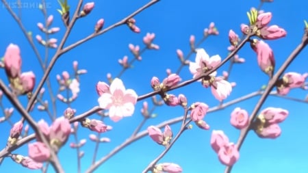 Blossom - pretty, anime, scenery, blue, blossom, scene, spring, pink, k-on, nice, sky, branches, branch, sakura, kon, cherry blossom, beautiful, beauty, lovely, sakura blossom, sweet, flower, petals, k on, floral