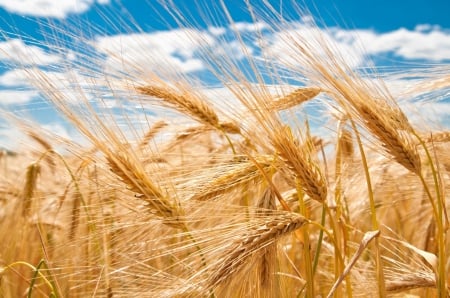 Gold Wheat - field, wheat, gold, summer