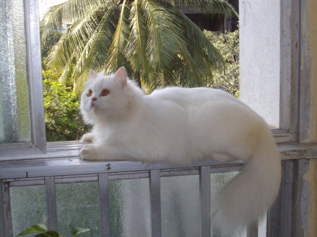 White Cat - beauty, animals, cats, photography