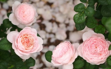 Pink roses - garden, flower, rose, pink, green