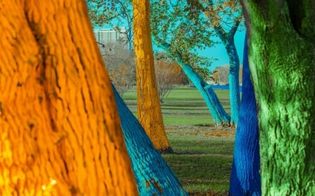 Colorful trees - orange, tree, blue, autumn, green, colorful