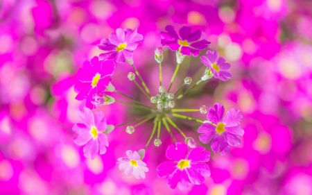 So pink! - macro, flower, pink, water drops