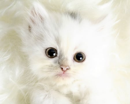 Pure White Kitten - white, kitten, eyes, cat, animals, kitty