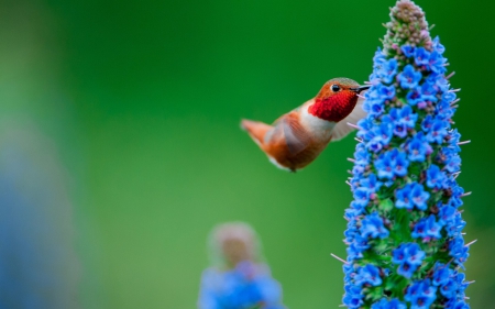 Humming-bird - flying, humming-bird, red, blue, feather, green, flower