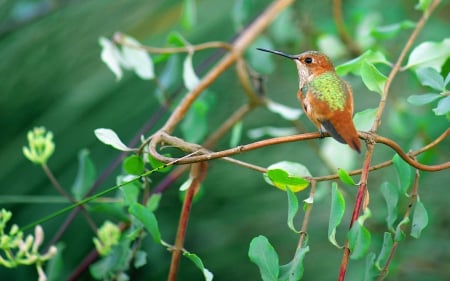 Humming-bird - humming-bird, branch, orange, green, cute