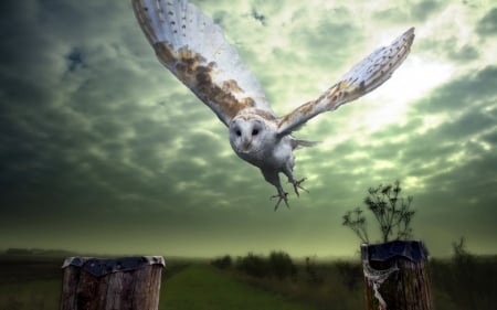 Owl - owl, bird, white, snowy, wings, flying, feather