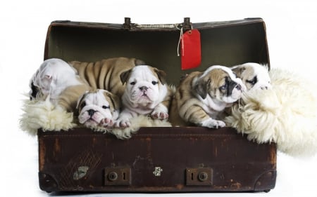 Puppies - white, brown, suitcase, puppy, dog, animal, cute