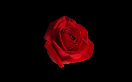 Red Rose Wallpaper - wallpaper, rose, red, floating