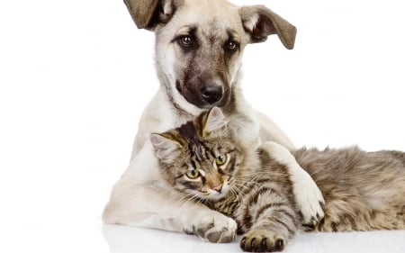 Friends - white, puppy, couple, cat, dog, animal, friends, kitten