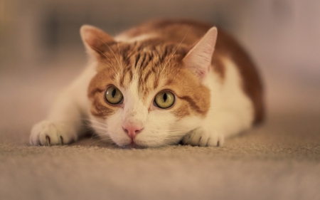 Waiting - white, animal, ginger, orange, cat