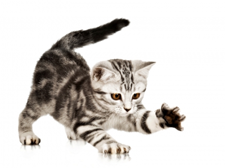 Playful kitten - animal, cute, cat, playful, white, stripes, kitten, paw, grey