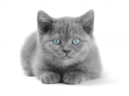 Kitten - white, animal, kitten, cat, grey, blue, eyes