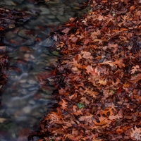 Dunnings Springs Leaves