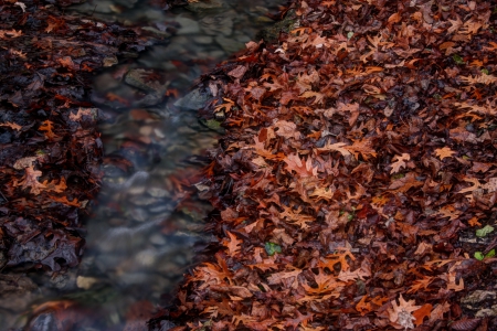 Dunnings Springs Leaves - leaves, dunnings, decorah, springs