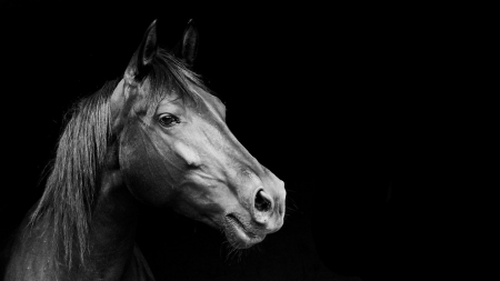 Horse - black, white, animal, horse