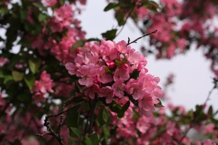 Crabapple Blossoms - may, blossom, crabapple, spring