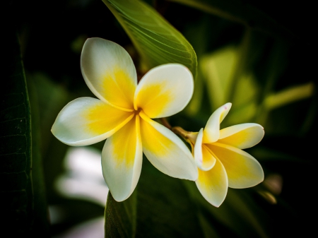 Plumeria - nature, pluneria, beautiful, leaves, green, flowers, plumeria