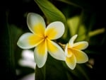 Plumeria